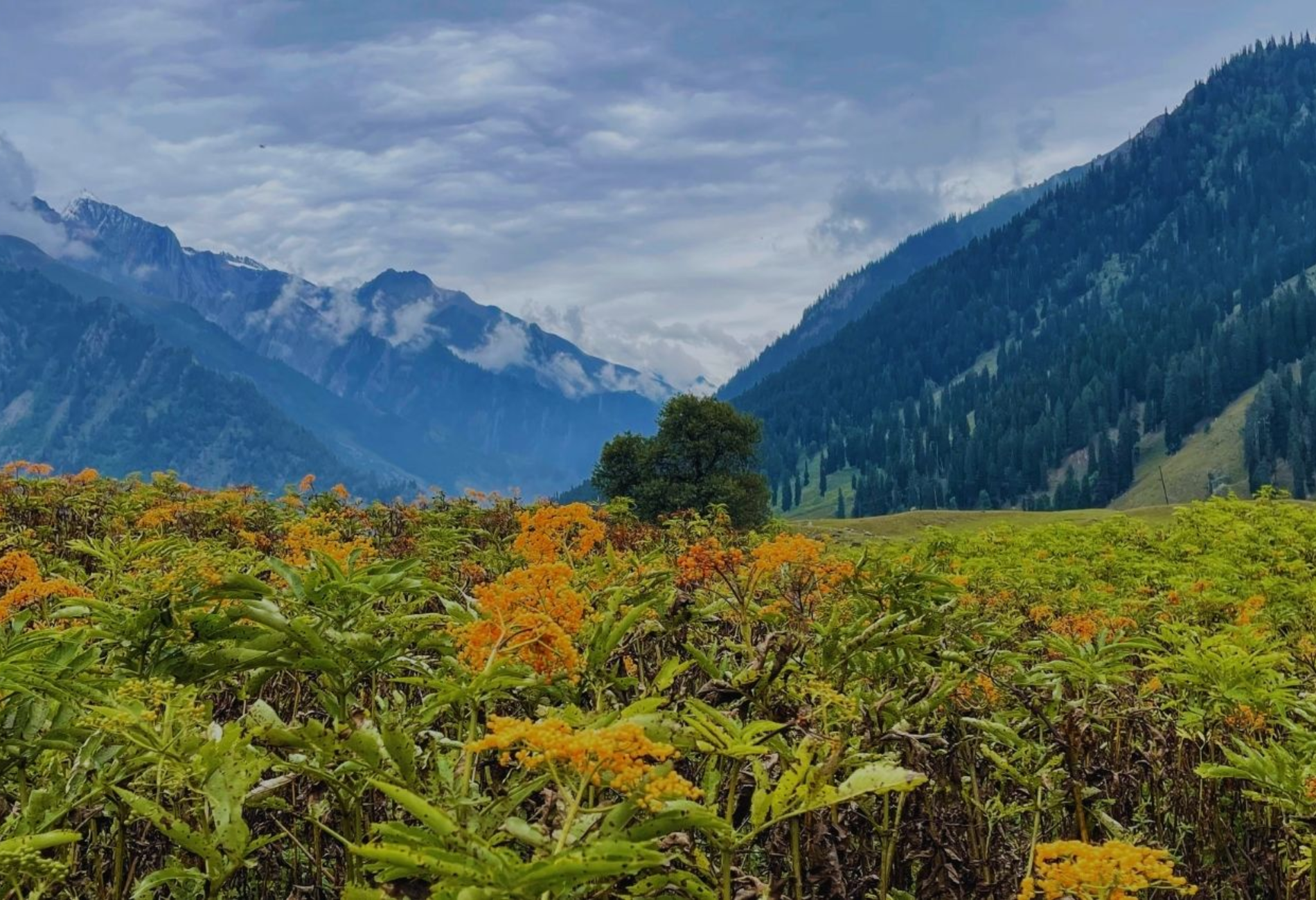 3-nights-4-days-kashmir-package.png